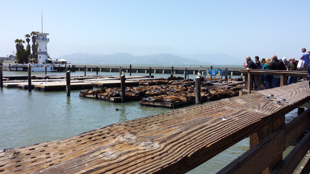 Sea Lions